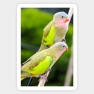 Princess Parrot Sticker